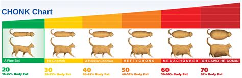 Kitten's Age (in. . Chonk chart cat